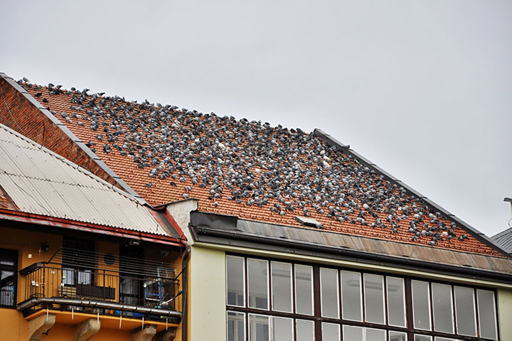 A2B Pest Control are able to install spikes to deter birds from roofs in Cannock.