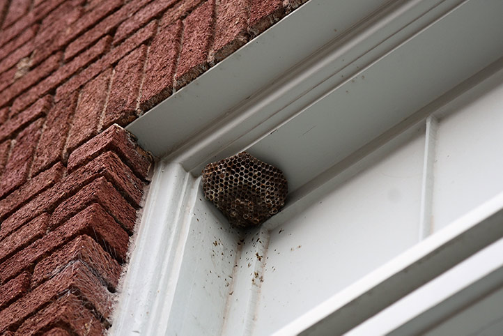 We provide a wasp nest removal service for domestic and commercial properties in Cannock.